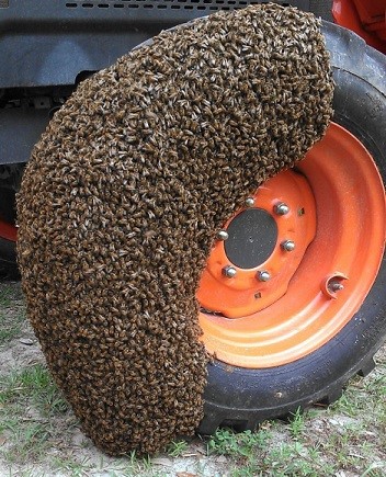 Beehive Buzz: Good News about Honeybees